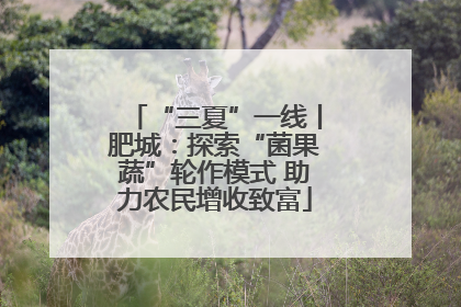 “三夏”一线丨肥城：探索“菌果蔬”轮作模式 助力农民增收致富