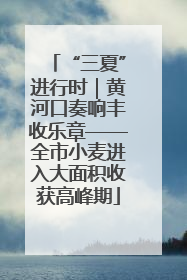 “三夏”进行时｜黄河口奏响丰收乐章——全市小麦进入大面积收获高峰期