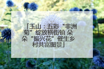 玉山：五彩“非洲菊”绽放横街镇 朵朵“振兴花”催生乡村共富图景