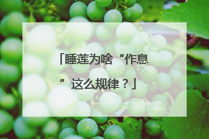 睡莲为啥“作息”这么规律？