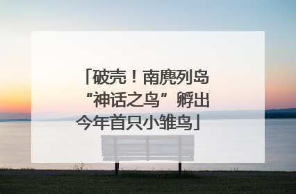 破壳！南麂列岛“神话之鸟”孵出今年首只小雏鸟