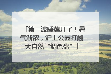 第一波睡莲开了！暑气渐浓，沪上公园打翻大自然“调色盘”