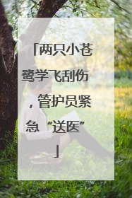 两只小苍鹭学飞刮伤，管护员紧急“送医”