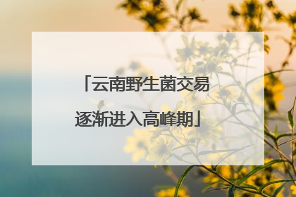 云南野生菌交易逐渐进入高峰期