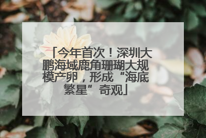 今年首次！深圳大鹏海域鹿角珊瑚大规模产卵，形成“海底繁星”奇观
