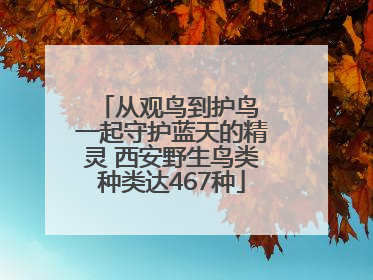 从观鸟到护鸟 一起守护蓝天的精灵 西安野生鸟类种类达467种