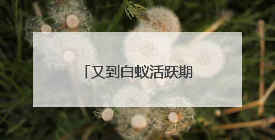 又到白蚁活跃期 池州专业防治人员教你如何应对