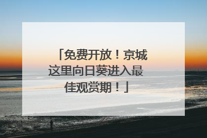 免费开放！京城这里向日葵进入最佳观赏期！