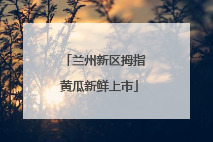 兰州新区拇指黄瓜新鲜上市