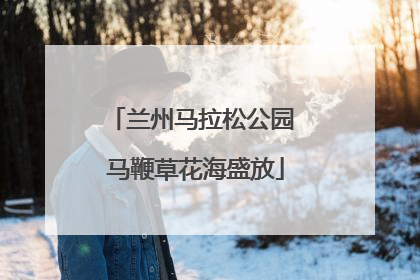 兰州马拉松公园 马鞭草花海盛放