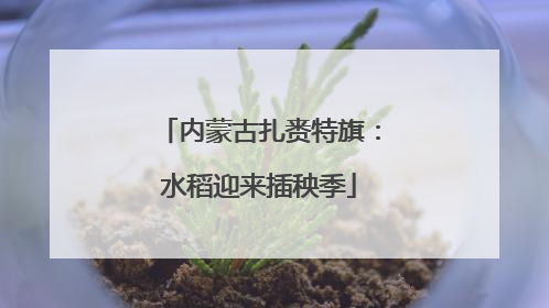 内蒙古扎赉特旗：水稻迎来插秧季
