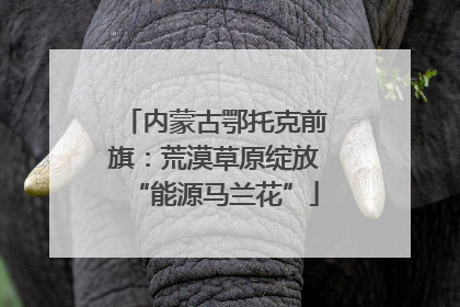 内蒙古鄂托克前旗：荒漠草原绽放“能源马兰花”
