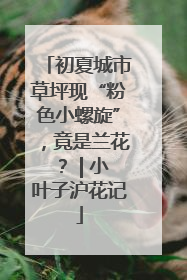 初夏城市草坪现“粉色小螺旋”，竟是兰花？ | 小叶子沪花记