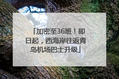加密至36班！即日起，西海岸往返青岛机场巴士升级