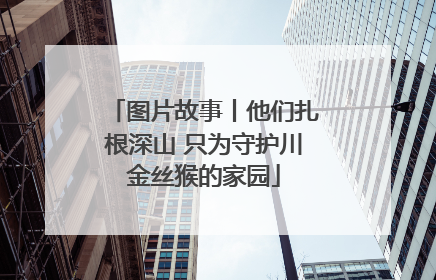 图片故事丨他们扎根深山 只为守护川金丝猴的家园