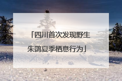 四川首次发现野生朱鹮夏季栖息行为