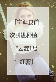 宁洱县首次引进种植“云淀1号”红薯
