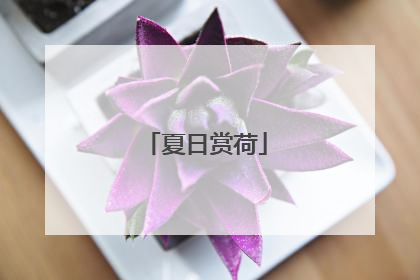 夏日赏荷