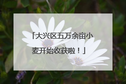 大兴区五万余亩小麦开始收获啦！