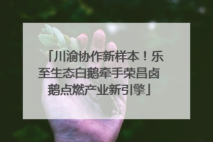 川渝协作新样本！乐至生态白鹅牵手荣昌卤鹅点燃产业新引擎