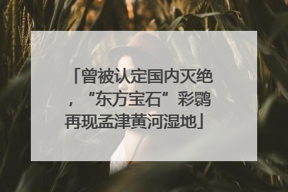 曾被认定国内灭绝，“东方宝石”彩鹮再现孟津黄河湿地