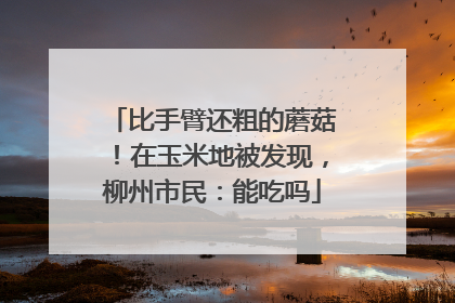 比手臂还粗的蘑菇！在玉米地被发现，柳州市民：能吃吗