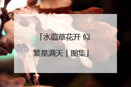 水蕴草花开 似繁星满天｜图集