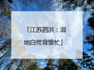 江苏泗洪：湿地白鹭育雏忙