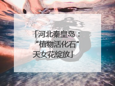 河北秦皇岛：“植物活化石”天女花绽放