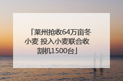 莱州抢收64万亩冬小麦 投入小麦联合收割机1500台