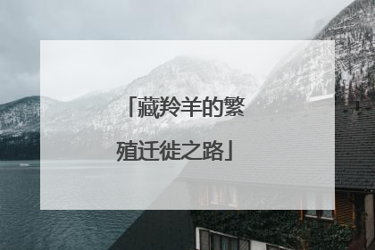 藏羚羊的繁殖迁徙之路