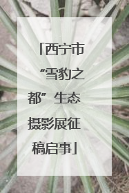 西宁市“雪豹之都”生态摄影展征稿启事