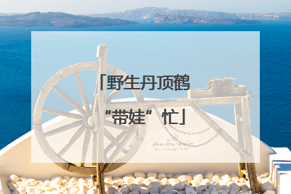 野生丹顶鹤“带娃”忙