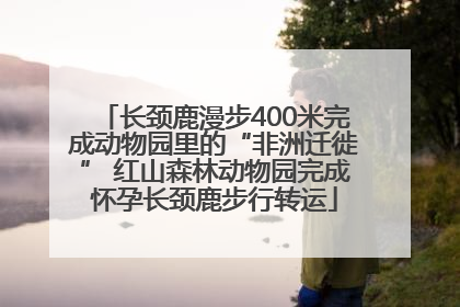 长颈鹿漫步400米完成动物园里的“非洲迁徙” 红山森林动物园完成怀孕长颈鹿步行转运
