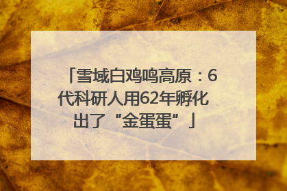 雪域白鸡鸣高原：6代科研人用62年孵化出了“金蛋蛋”