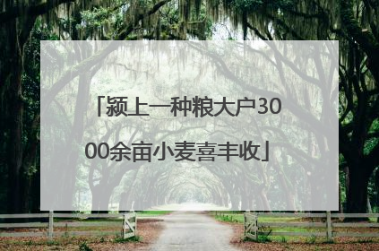 颍上一种粮大户3000余亩小麦喜丰收