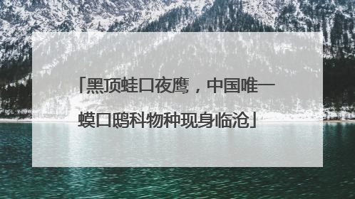 黑顶蛙口夜鹰，中国唯一蟆口鸱科物种现身临沧