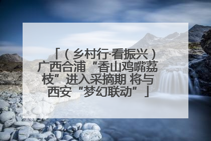 （乡村行·看振兴）广西合浦“香山鸡嘴荔枝”进入采摘期 将与西安“梦幻联动”